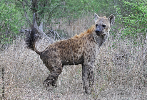 Spotted Hyena in South Africa