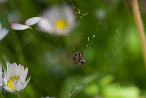 small spider in the center of its web in the forest of Bulgaria
