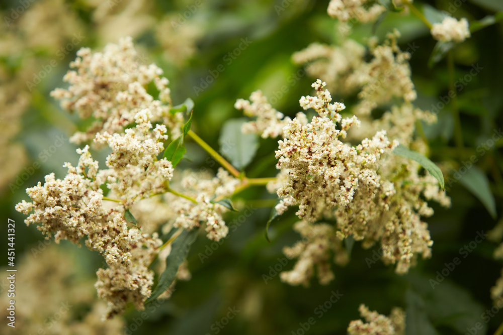 Rodgersia pinnata elegans flowering in an Irish garden. Rodgersia pinnata 'Chocolate Wings'. Rodgersia pinnata elegans flowering in an Irish garden. Rodgersia pinnata 'Chocolate Wings'.