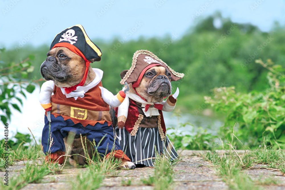 Pair of funny French Bulldog dogs dressed up with pirate and pirate bride costumes with hat, hook arm and dress standing at waterfront