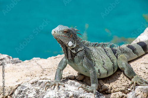 Iguana on curacao on a wall by the sea