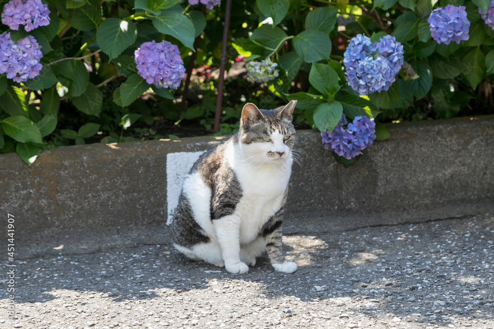 猫と紫陽花 東京都文京区 日本 Stock Photo Adobe Stock