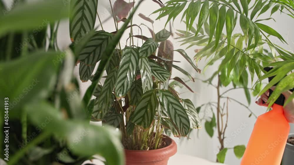 housewife sprays indoor plants with water from a sprayer while watering flowers in pots, close-up housewife sprays indoor plants with water from a sprayer while watering flowers in pots, close-up