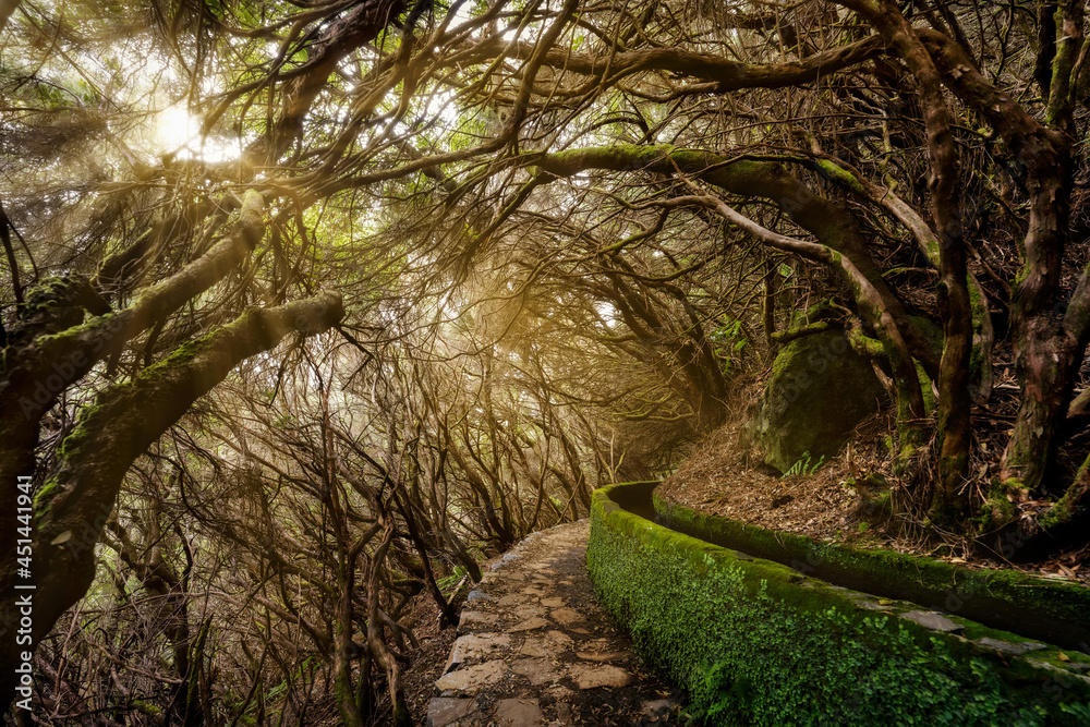 Fototapeta premium Rays of Light through the Trees on Madeira Island, Portugal
