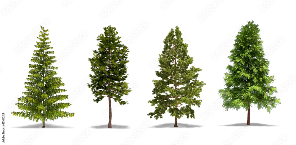 Pine Tree, Scots Pine, Northern White Pine, Cluster Pine. Trees isolated on white Background