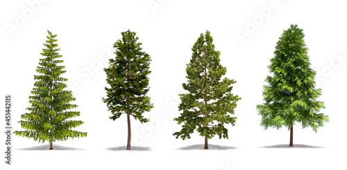Pine Tree, Scots Pine, Northern White Pine, Cluster Pine. Trees isolated on white Background photo