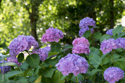 晴れた日の下町の紫陽花　東京都文京区　日本