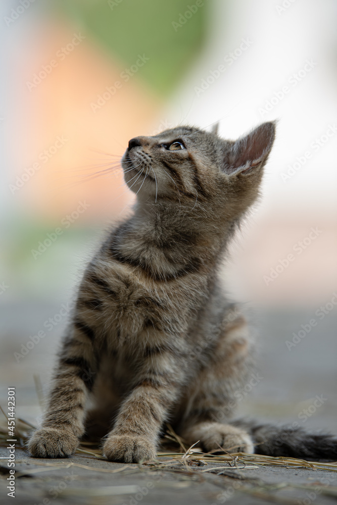 Obraz premium Grey tabby kitten on a farm looking up