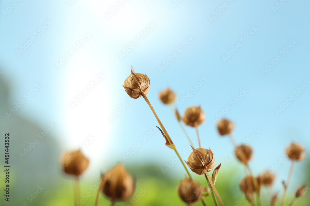 Beautiful dry flax plants against blurred background, closeup Beautiful dry flax plants against blurred background, closeup