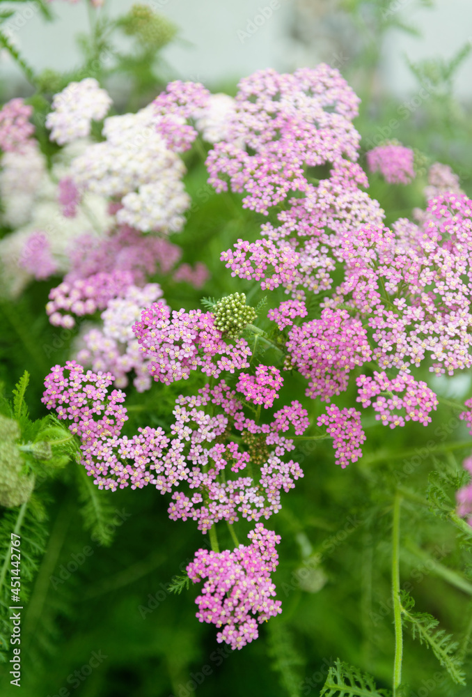 Obraz premium Top View of Pink Yarrow Flowers Growing Outside in Summer