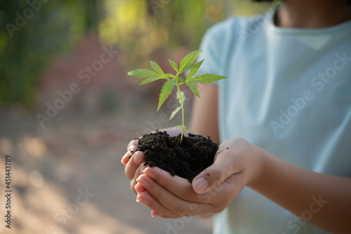 Cute little child girl with seedlings on sunset background. Fun little gardener. Spring concept, nature and care. marijuana growing, planting cannabis, holding it in a hand.