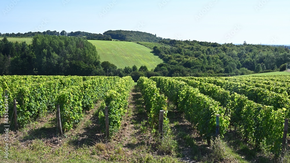 View of a vineyard in the Loire Valley