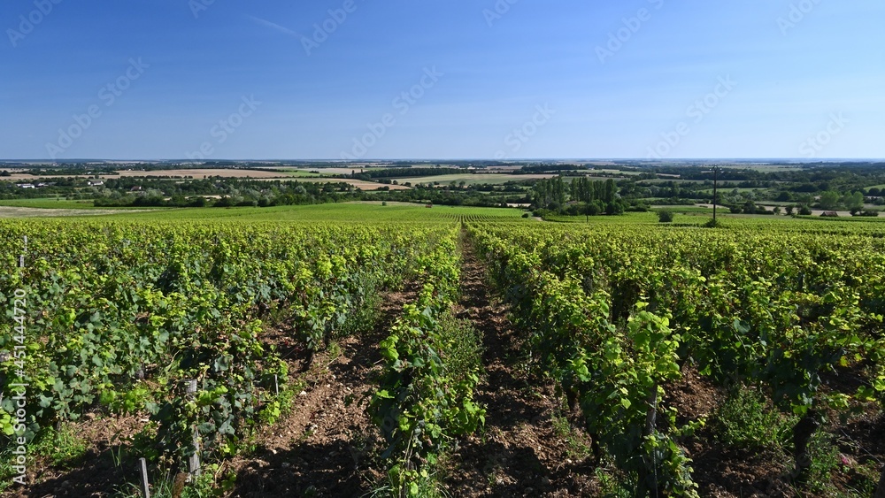 View of a vineyard in the Loire Valley at the end of a summer afternoon