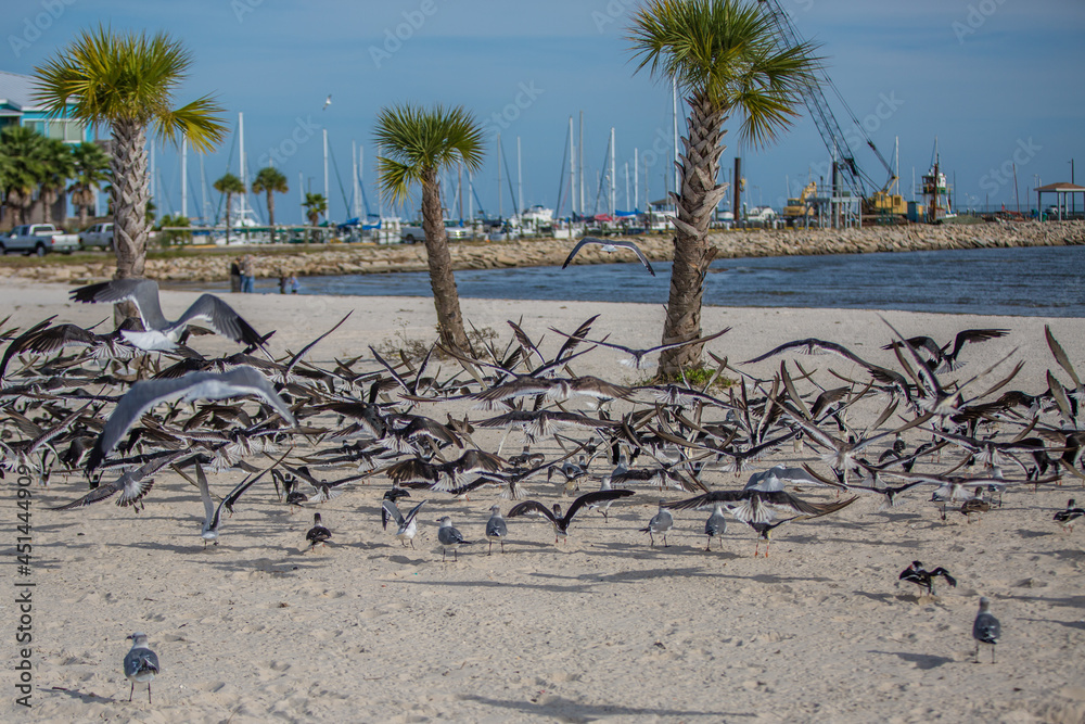 Florida beach with palm trees and flocks of birds