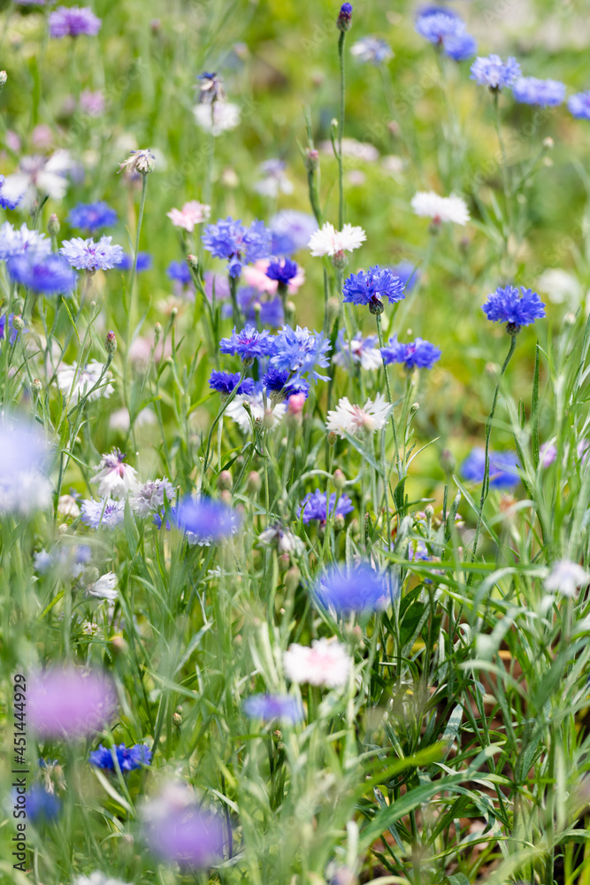 Blue and White Bachelor Button Flowers in Field Blue and White Bachelor Button Flowers in Field