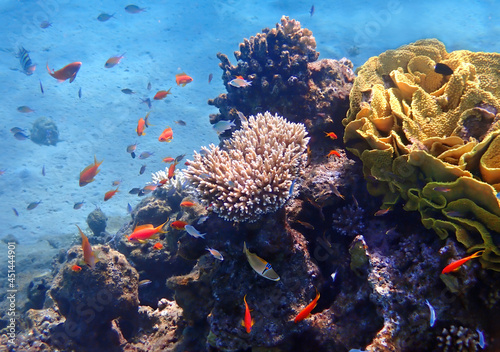Life of coral reefs, concept of biodiversity of marine ecosystems untouched by human activities, Red Sea, Sinai, Middle East