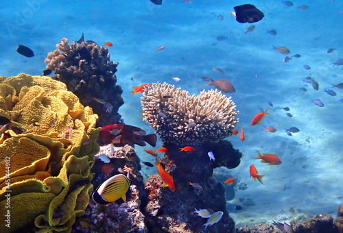 Biodiversity of exotic fish inhabiting coral reefs at the Red Sea, Sinai, Mid...