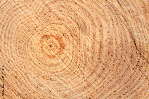 Close up and texture of a freshly cut slice of a pine tree with the annual rings