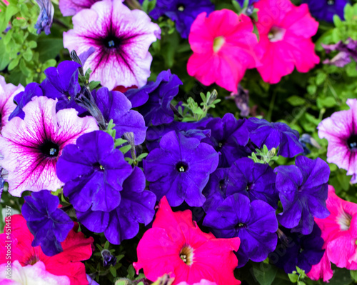 petunia flower pink purple fuchsia krupyny plan photo background