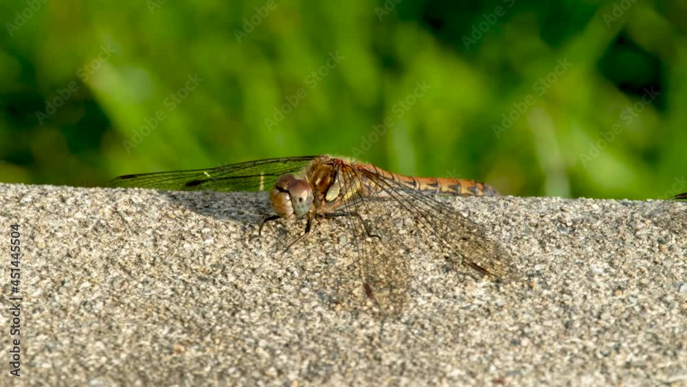 Close up of Common Darter dragonfly - sympetrum striolatum - in County Donegal - Ireland.