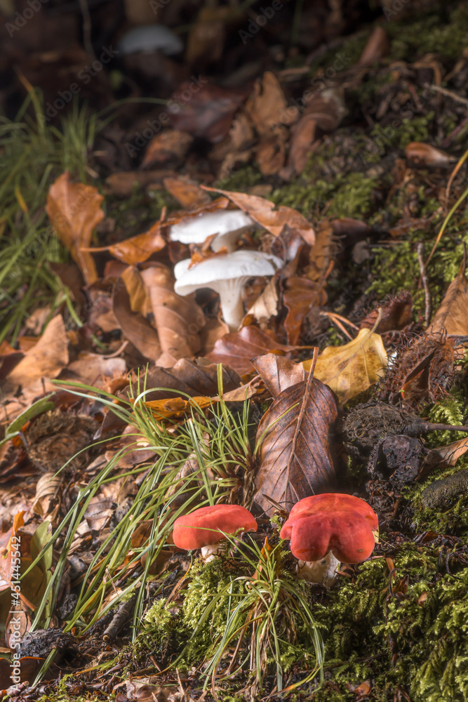 mushrooms in the forest