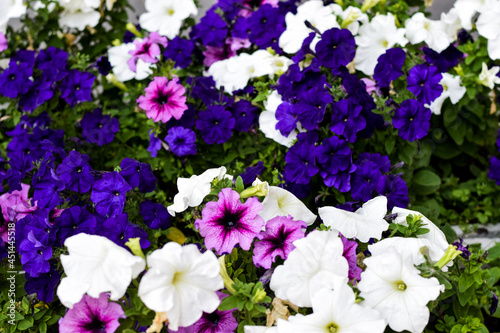 petunia flower white purple fuchsia close-up photo background