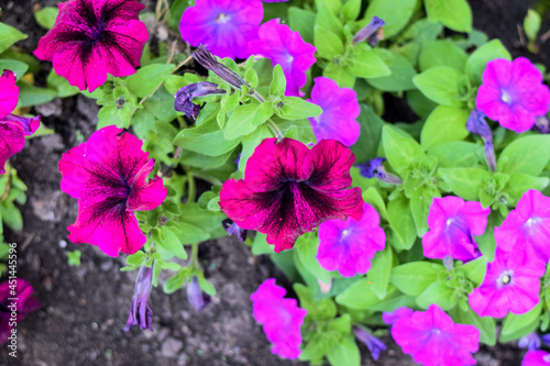 petunia flower pink fuchsia close-up photo background