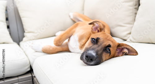 Young Mixed Breed Puppy Hanging Out on Deck 