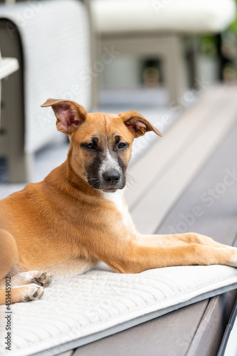 Young Mixed Breed Puppy Hanging Out on Deck  © Anna Hoychuk