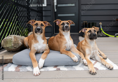 Three Young Mixed Breed Puppy Hanging Out on Deck 