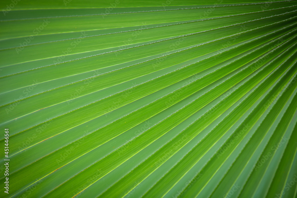 Obraz premium Green leaf nature background.