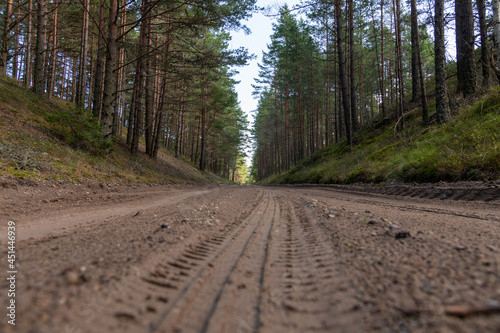 Sandy road in nice pine forest.