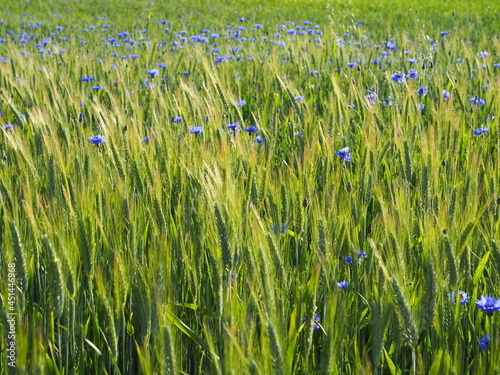 Łany zbóż na polu