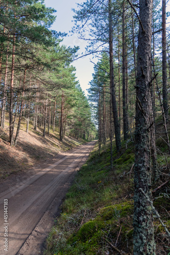 Sandy road in nice pine forest.