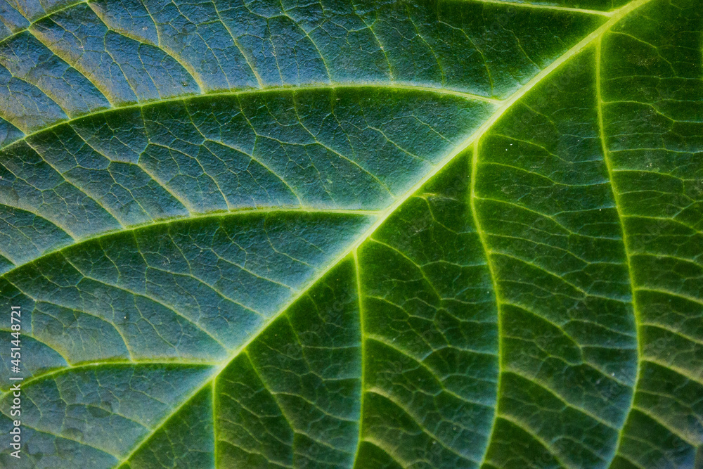 Foglia di ortensia Foglia di ortensia