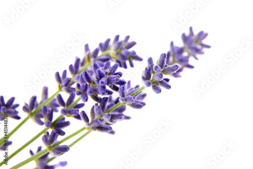 Lavender flowers isolated on white background. Fresh purple flowers closeup