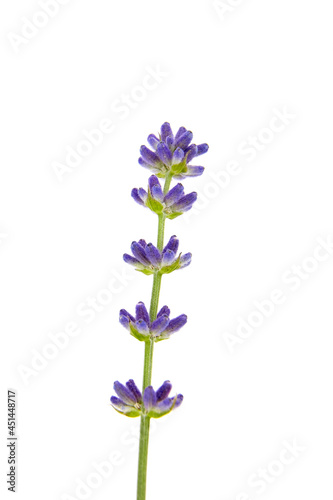 Fresh lavender flower isolated on white background  macro