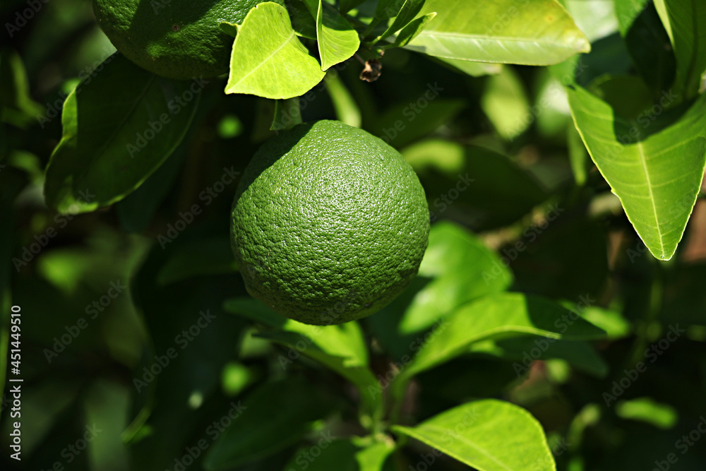 Tangerine from Jeju Island Korea, Watson pomelo,
Snowy landscape, Snow on Watson pomelo Tangerine from Jeju Island Korea, Watson pomelo,
Snowy landscape, Snow on Watson pomelo
