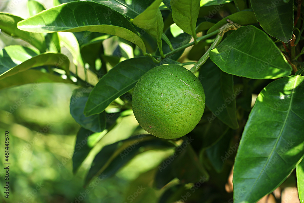 Tangerine from Jeju Island Korea, Watson pomelo,
Snowy landscape, Snow on Watson pomelo Tangerine from Jeju Island Korea, Watson pomelo,
Snowy landscape, Snow on Watson pomelo