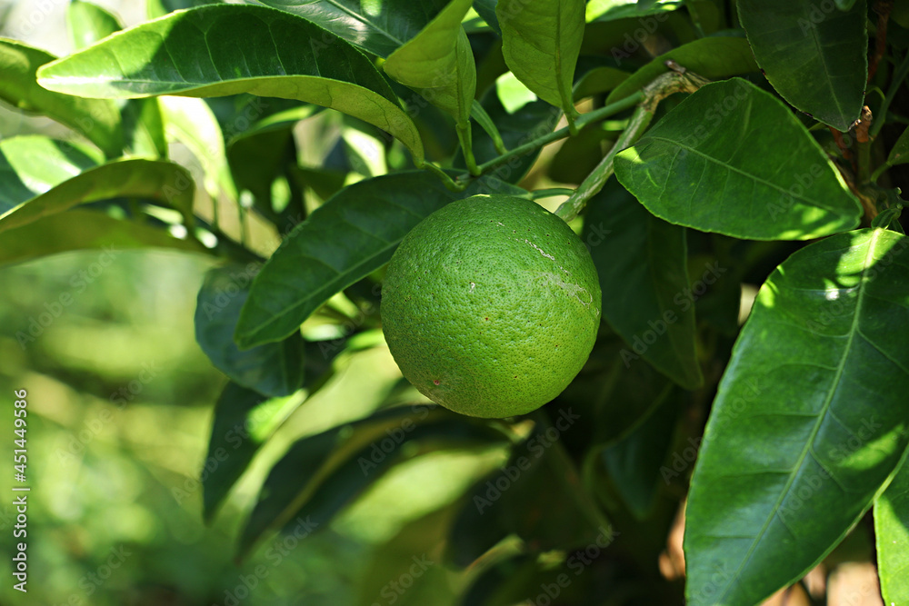 Tangerine from Jeju Island Korea, Watson pomelo,
Snowy landscape, Snow on Watson pomelo Tangerine from Jeju Island Korea, Watson pomelo,
Snowy landscape, Snow on Watson pomelo