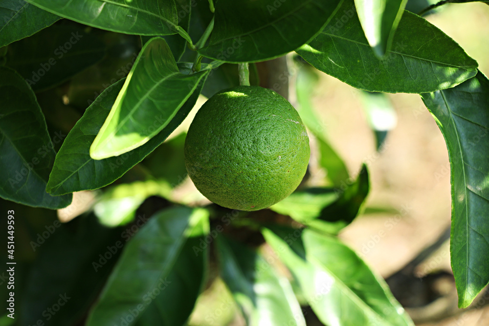 Tangerine from Jeju Island Korea, Watson pomelo,
Snowy landscape, Snow on Watson pomelo Tangerine from Jeju Island Korea, Watson pomelo,
Snowy landscape, Snow on Watson pomelo