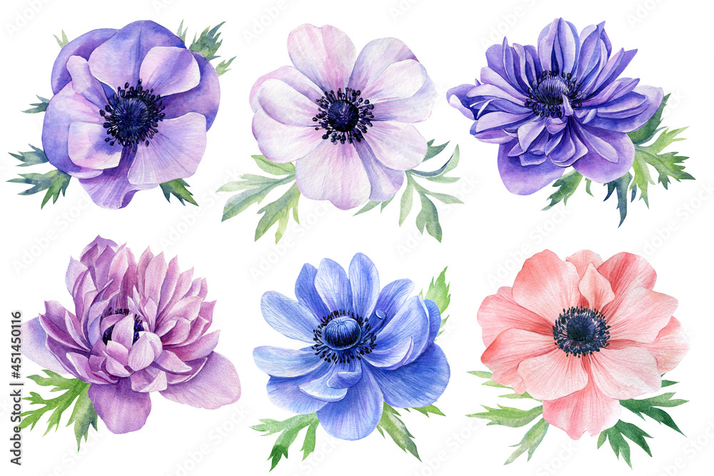 Set of anemones flowers on isolated white background, watercolor botanical painting