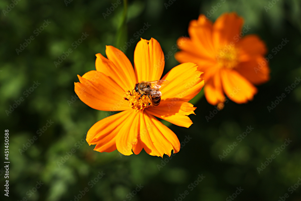Cosmos, Orange cosmos, cosmos flowers, flower Cosmos, Orange cosmos, cosmos flowers, flower