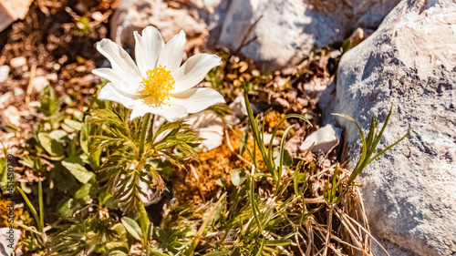 Fotografia Alpine anemone, anemone alpina, at the famous Alpspitze summit near Garmisch Par
