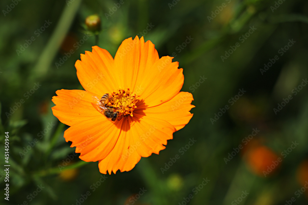 Cosmos, Orange cosmos, cosmos flowers, flower Cosmos, Orange cosmos, cosmos flowers, flower