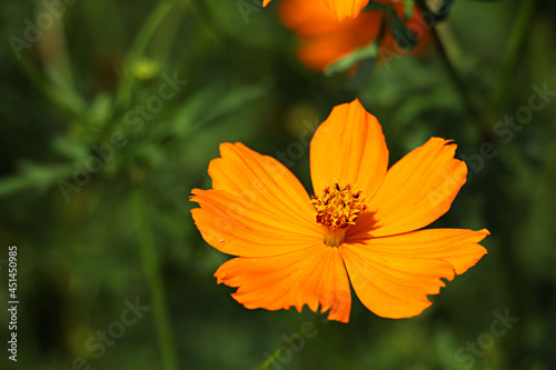 Cosmos, Orange cosmos, cosmos flowers, flower
