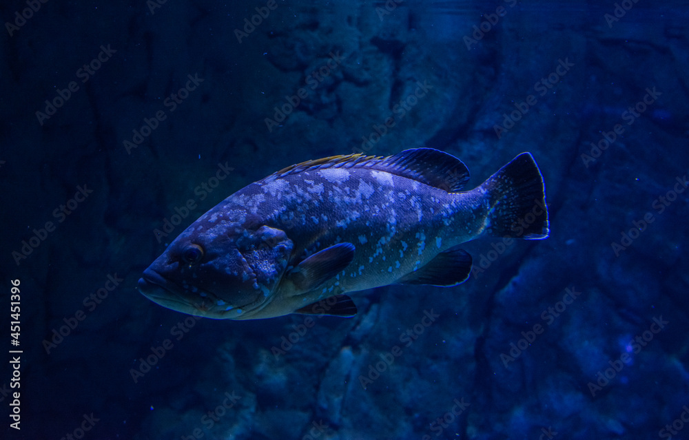 Fototapeta premium Fish Swimming In The Depths Of The Ocean. Ecosystem