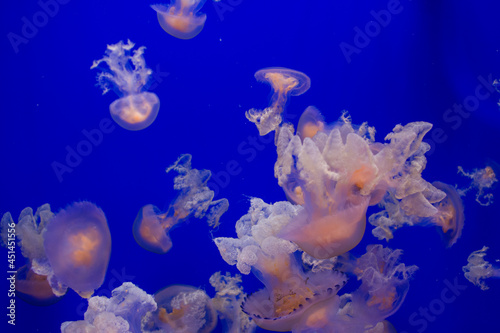 Enigmatic Species Of Jellyfish With A Blue Background. Ecosystem © Nanci