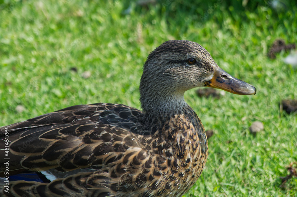 Female Mallard Duck (Anas Platyrhynchos) on the Grass Female Mallard Duck (Anas Platyrhynchos) on the Grass