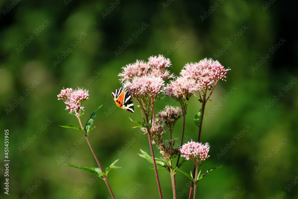 Nature photography with a day-flying moth Jersey tiger euplagia quadripunctaria on a pink plant hemp agrimony eupatorium cannabinum and blurred background - Stockphoto Nature photography with a day-flying moth Jersey tiger euplagia quadripunctaria on a pink plant hemp agrimony eupatorium cannabinum and blurred background - Stockphoto